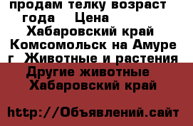 продам телку возраст 2 года  › Цена ­ 80 000 - Хабаровский край, Комсомольск-на-Амуре г. Животные и растения » Другие животные   . Хабаровский край